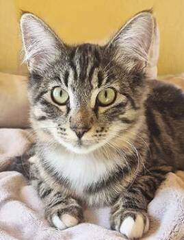 Butterfly -  Tabby Cat for Adoption in Tiburon, California - Butterfly | PetCurious