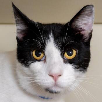 Peter -  Domestic Short Hair Cat for Adoption in Victor, New York - Peter | PetCurious