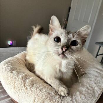 Genevieve -  Siamese Cat for Adoption in Folsom, Louisiana - Genevieve | PetCurious
