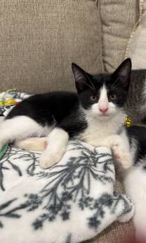 Boots -  Domestic Short Hair Cat for Adoption in Syosset, New York - Boots | PetCurious