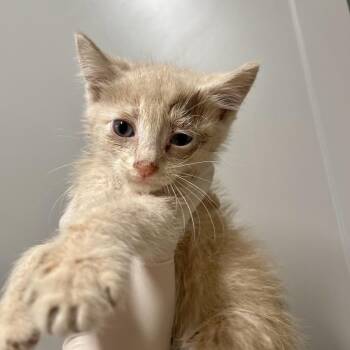 Sirocco -  Domestic Short Hair Cat for Adoption in Huntsville, Arkansas - Sirocco | PetCurious