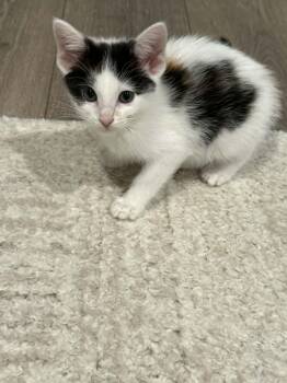 Dilla -  Domestic Short Hair Cat for Adoption in Overland Park, Kansas - Dilla | PetCurious
