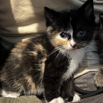 Domestic Short Hair Cats Available for Adoption in Chattanooga, Tennessee - Amber | PetCurious