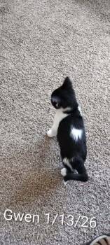 Domestic Short Hair Cats Available for Adoption in Boone, Colorado - Gwendolyn | PetCurious