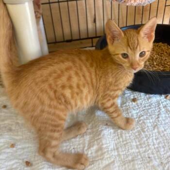 Maxim -  Domestic Short Hair Cat for Adoption in Wappingers Falls, New York - Maxim | PetCurious