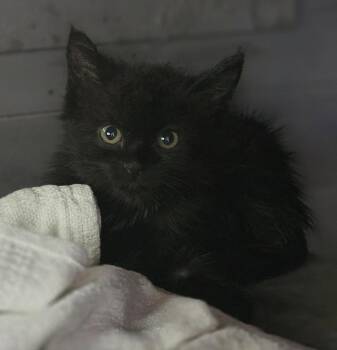 Endora -  Domestic Short Hair Cat for Adoption in Woodsfield, Ohio - Endora | PetCurious
