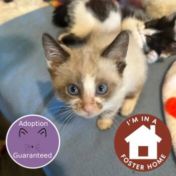 Ewe -  Siamese and Domestic Short Hair Cat for Adoption in Janesville, Wisconsin - Ewe | PetCurious