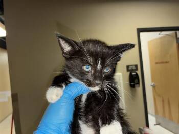 A610885 -  Domestic Short Hair Cat for Adoption in Modesto, California - A610885 | PetCurious