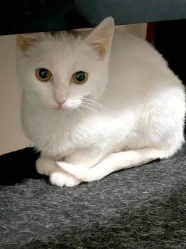 American Shorthair Cats Available for Adoption - Blizzard | PetCurious