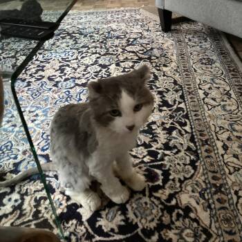 Colonel -  Domestic Long Hair Cat for Adoption in Terrebonne, Quebec - Colonel | PetCurious