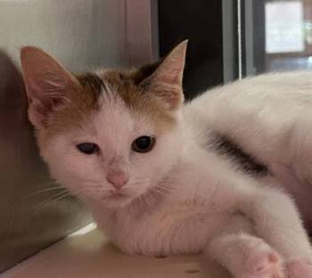 Rescue Domestic Short Hair Cats for Adoption in Lewisville, Texas - Amora | PetCurious