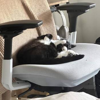 Mammas -  Domestic Short Hair Cat Available for Adoption - Mammas | PetCurious