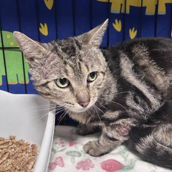 Domestic Short Hair Cats Available for Adoption in Chino Hills, California - Frank (C000-162) - Chino Hills Location | PetCurious