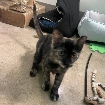 Victortia -  Domestic Short Hair Cat for Adoption in Chicago, Illinois - Victortia | PetCurious