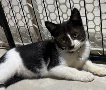 Dax -  Domestic Short Hair Cat for Adoption in Mokena, Illinois - Dax | PetCurious
