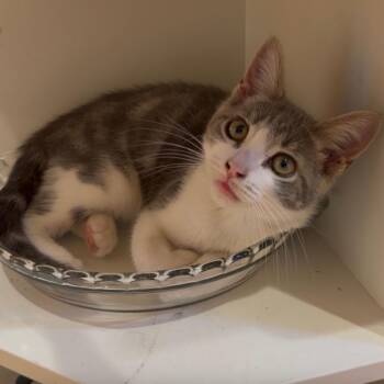 Maxton -  Domestic Short Hair Cat for Adoption in Spokane, Washington - Maxton | PetCurious