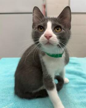 PEARL -  Domestic Short Hair Cat for Adoption in Peoria, Illinois - PEARL | PetCurious
