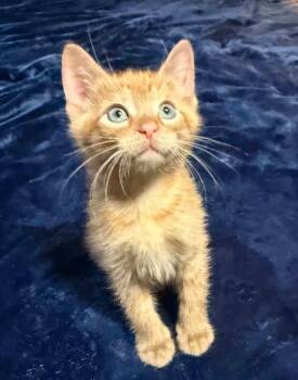 TOPHER -  Domestic Short Hair and Siamese Cat for Adoption in Harrison, Michigan - TOPHER | PetCurious