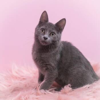 Russian Blue and Domestic Short Hair Cats Available for Adoption in St. Augustine, Florida - Charisse | PetCurious