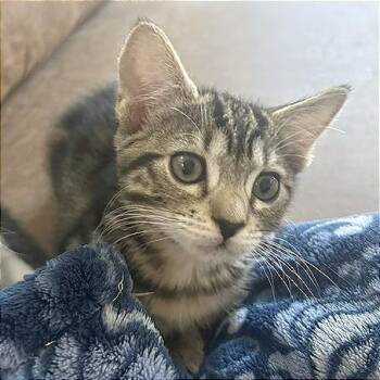 A1046496 Fiona -  Domestic Short Hair Cat for Adoption in Pleasant Hill, California - A1046496 Fiona | PetCurious