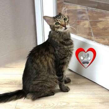 Dill Pickle -  Domestic Medium Hair Cat for Adoption in Fountain Hills, Arizona - Dill Pickle | PetCurious