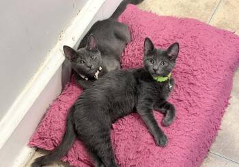 Zoe -  Domestic Short Hair Cat for Adoption in Philadelphia, Pennsylvania - Zoe | PetCurious