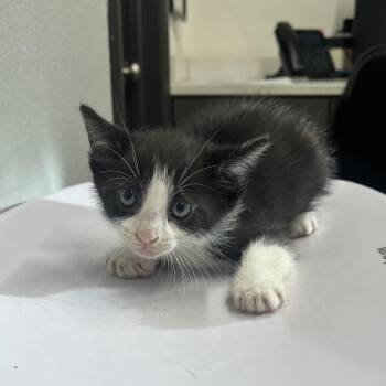 Bonsai -  Domestic Short Hair Cat for Adoption in Tampa, Florida - Bonsai | PetCurious