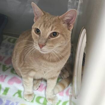 Rescue Domestic Short Hair Cats for Adoption in Camden, Delaware - Emerson (Lou) | PetCurious