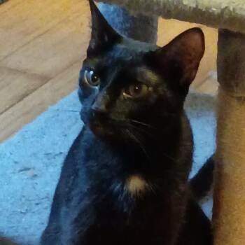 Sammy Jo -  American Shorthair Cat for Adoption in North Berwick, Maine - Sammy Jo | PetCurious