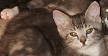 Keenum -  Domestic Short Hair Cat for Adoption in Powder Springs, Georgia - Keenum | PetCurious