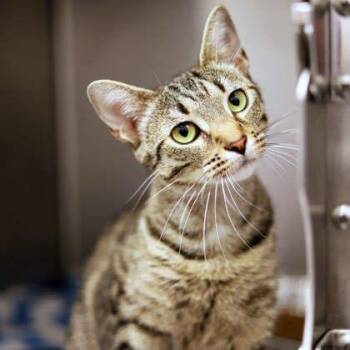 Acadia -  Domestic Short Hair Cat for Adoption in Atlanta, Georgia - Acadia | PetCurious