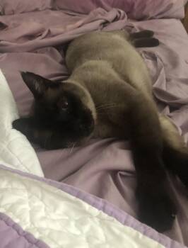 Rescue Domestic Short Hair and Siamese Cats for Adoption in Rochester, Washington - Jack | PetCurious