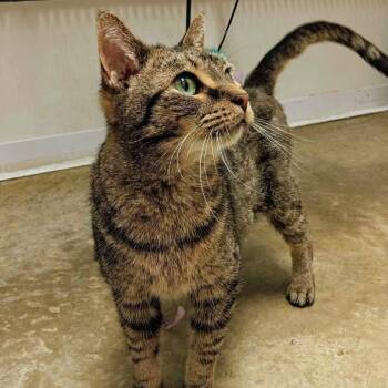 Lily -  Domestic Short Hair Cat for Adoption in Normal, Illinois - Lily | PetCurious
