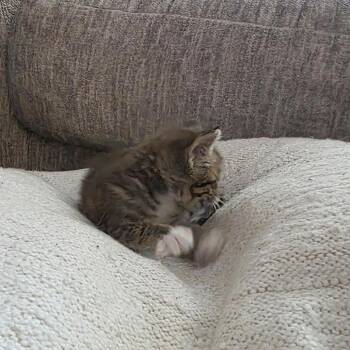 Humming Bird 18 -  Domestic Short Hair Cat for Adoption in Austin, Texas - Humming Bird 18 | PetCurious