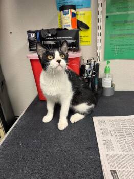 Jeff -  Domestic Short Hair Cat for Adoption in Sorrento, Louisiana - Jeff | PetCurious