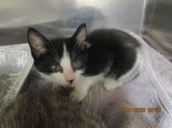 (648) -  Domestic Short Hair Cat for Adoption in Marietta, Georgia - (648) | PetCurious