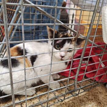 Laverne -  Domestic Short Hair Cat for Adoption in Los Angeles, California - Laverne | PetCurious