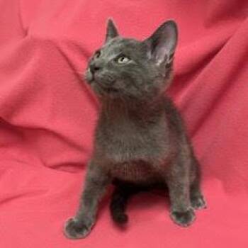 Adidas -  Domestic Short Hair Cat for Adoption in Green Valley, Arizona - Adidas | PetCurious
