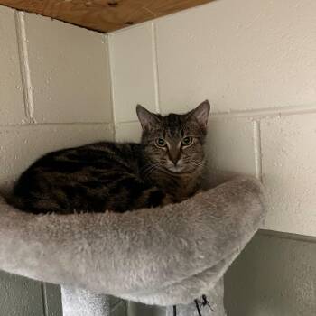 Domestic Short Hair Cats Available for Adoption - Sofia | PetCurious