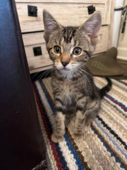 Yeli -  Domestic Short Hair Cat for Adoption in Taycheedah, Wisconsin - Yeli | PetCurious