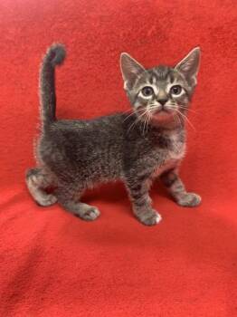 Rescue Domestic Short Hair Cats for Adoption in Fairfield, Illinois - Tinky Winky | PetCurious