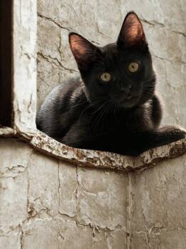 Leila -  Domestic Short Hair Cat for Adoption in Seal Beach, California - Leila | PetCurious