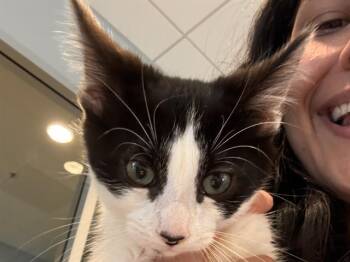 TAHITI -  Domestic Short Hair Cat for Adoption in Palo Alto, California - TAHITI | PetCurious