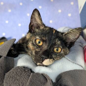 Betty Girl -  Domestic Short Hair Cat for Adoption in San Jose, California - Betty Girl | PetCurious