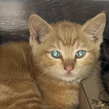 Sand -  Domestic Short Hair Cat for Adoption in Newark, New Jersey - Sand | PetCurious