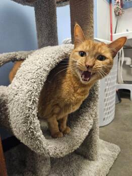 Jackie Marigold -  Tabby and Domestic Short Hair Cat for Adoption in Chandler, Arizona - Jackie Marigold | PetCurious