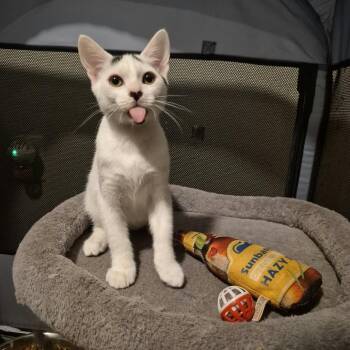 Rice Krispy -  Domestic Short Hair Cat for Adoption in Lutz, Florida - Rice Krispy | PetCurious