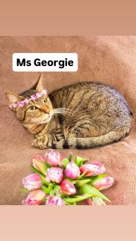 Domestic Short Hair Cats Available for Adoption in Walnut Creek, California - Ms Georgie At Martinez Pet Food Express   May 2nd | PetCurious