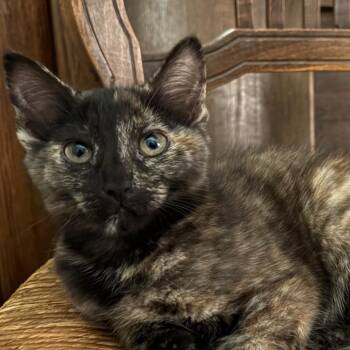 Begonia Greenwood  (Flower kitten) -  Domestic Long Hair Cat for Adoption in Merrifield, Virginia - Begonia Greenwood  (Flower Kitten) | PetCurious