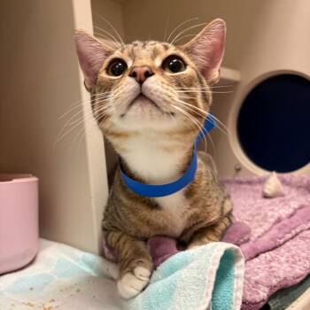 Leo -  Domestic Short Hair Cat for Adoption in Fairport, New York - Leo | PetCurious